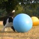 Hundeschule Leinenlos Kurs: Funsportart Treibball 3